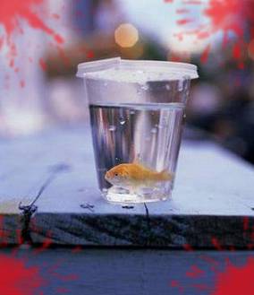 Oo Les POissOns oO