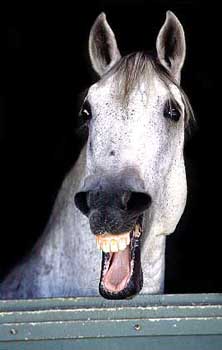 Mort de rire !