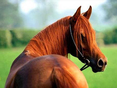 Cheval arabe