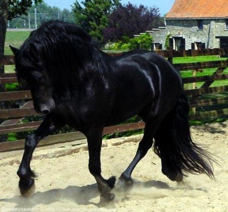 Frison