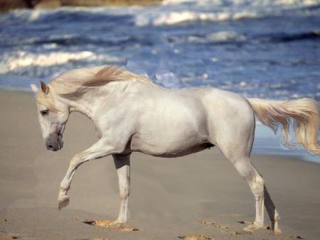 Cheval sur la plage